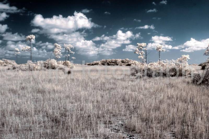 Everglades, Florida FL, USA 2013