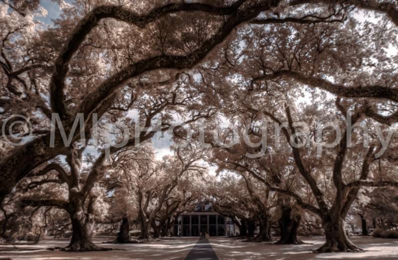 Oak Alley Plantation, Louisiana LA, USA 2013